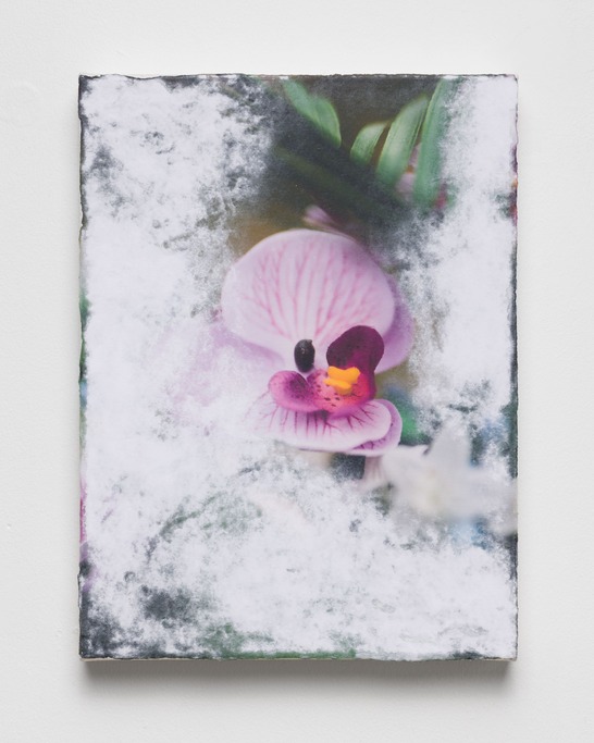 Flowers (none)